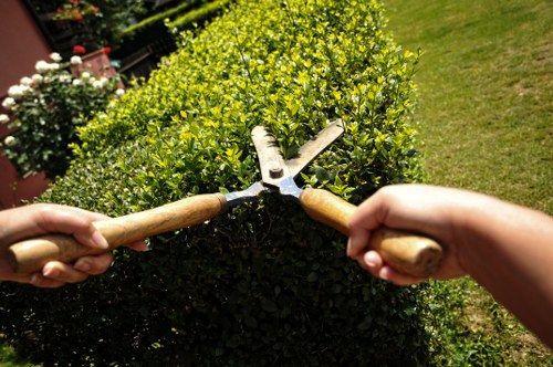 Final cleanup after tree removal services