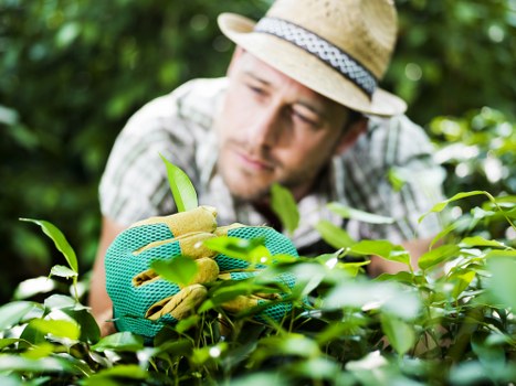 Seasonal gardening activities in Hayes